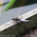black-tailed skimmer (Orthetrum cancellatum) Kenneth Noble